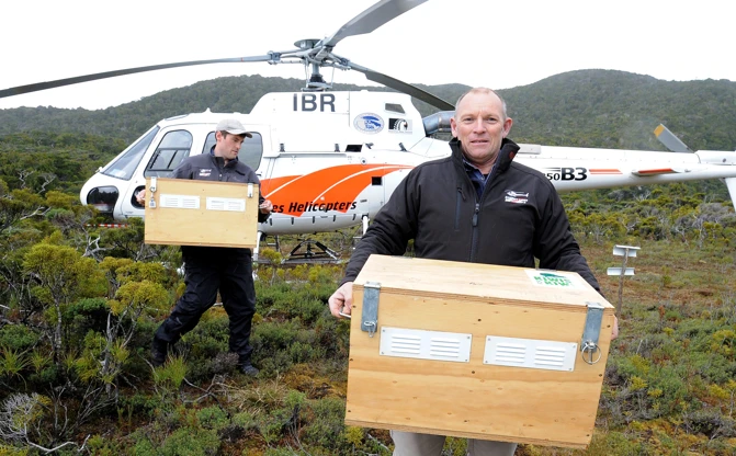 Mike & Heff Conservation Work Relasing The Takahe