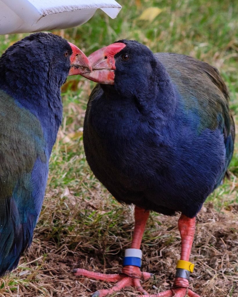 Takahē at Te Anau Bird Sanctuary
