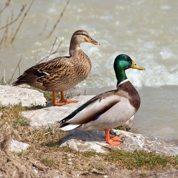 Mallard ducks sitting next to the water.