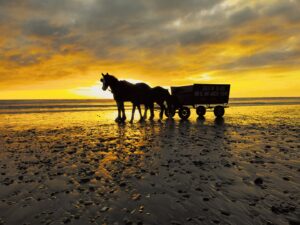 horse wagon on beach in New Zealand