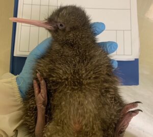 West Coast Wildlife centre baby kiwi
